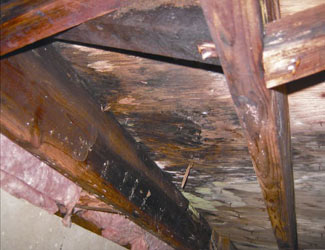 mold and rot in a Jonesboro crawl space